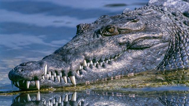 Strava u SAD-u, aligator usmrtio muškarca, policija upozorava:  Napadi na ljude su sve učestaliji