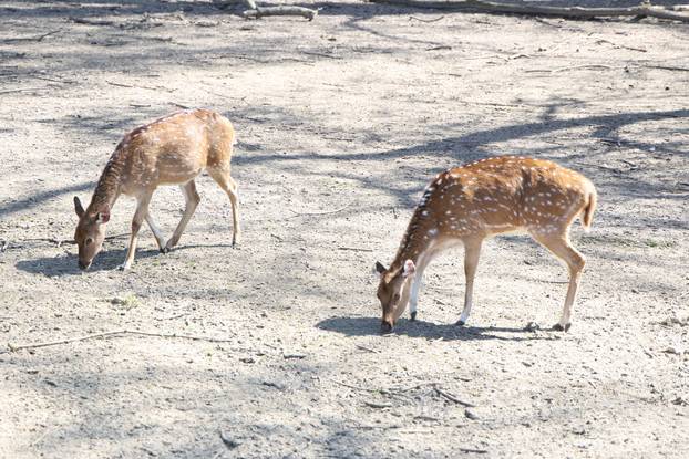 Osijek: Uskršnji ponedeljak u ZOO vrtu