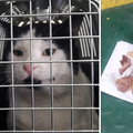Lučki se vraća kući: Mačak je dobio i ručak na trajektu za Vis
