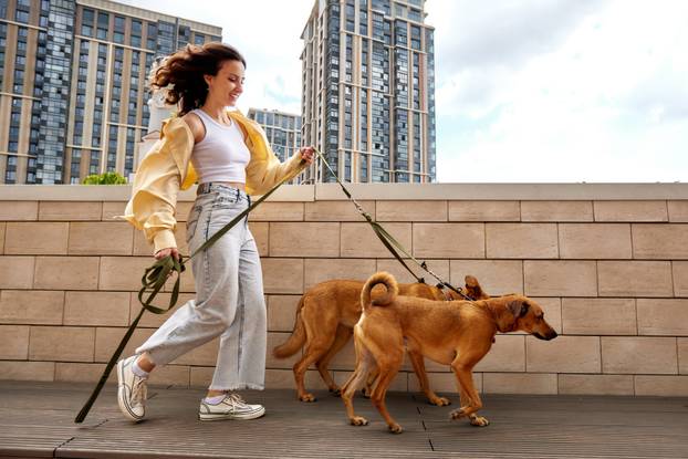 A charming young smiling girl walks with two golden-colored dogs on a city street on a sunny day. Love and affection between owner and pet. Raising pets taken from a shelter.