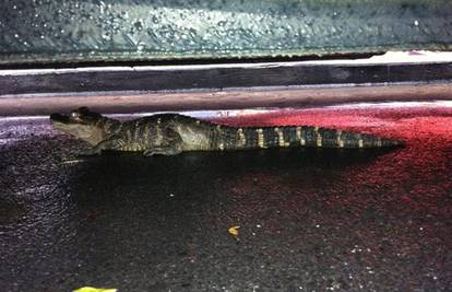 Na ulici u New Yorku našli aligatora ispod automobila