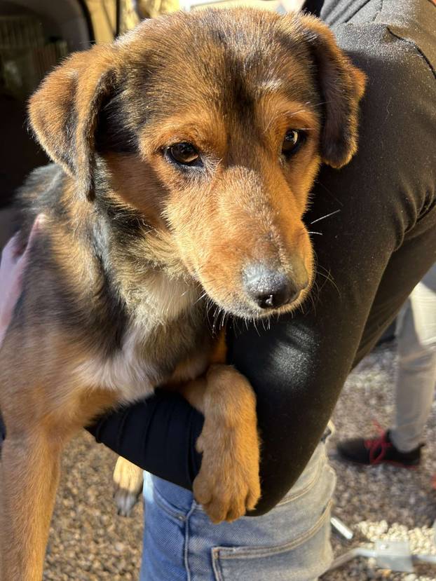 FOTO Ovo su oduzeti psi iz romskog naselja. U jednom danu spasili ih 37! Udomite ih