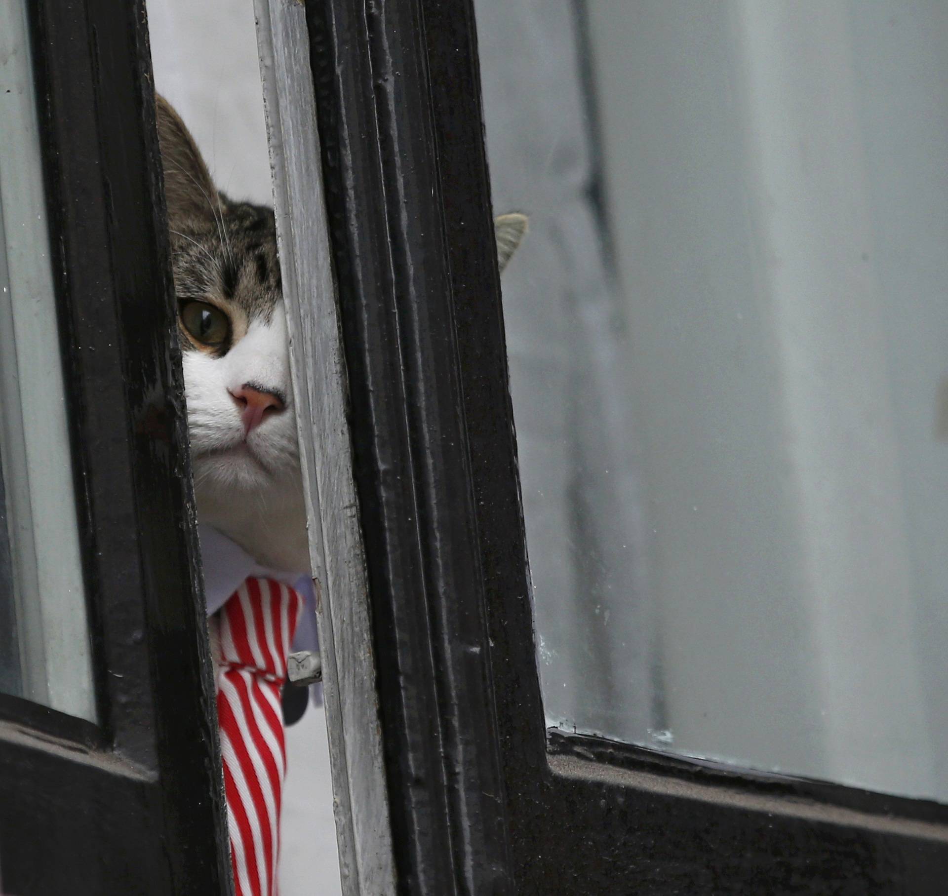 Julian Assange's cat sits at the window of Ecuador's embassy as prosecutor Ingrid Isgren from Sweden interviews Assange in London