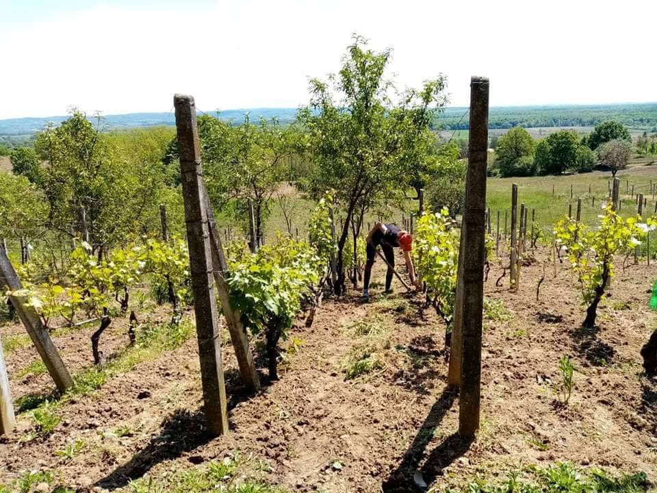 Maja se prisjetila 'Ljubavi na selu', pokazala i da cijepa drva