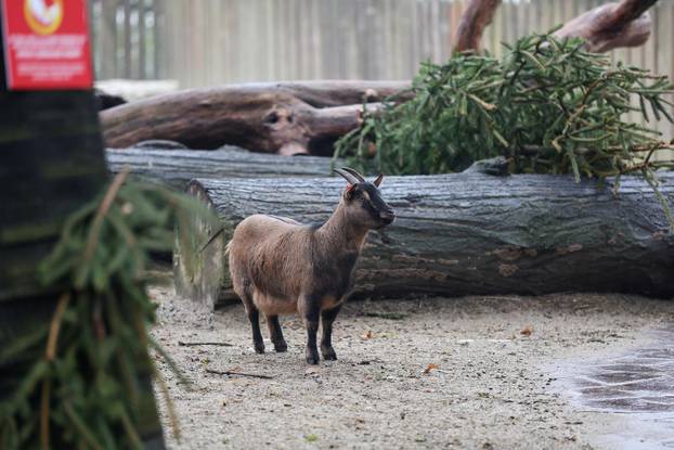 Životinjama u Zoološkom vrtu podijeljena raskićena drvca
