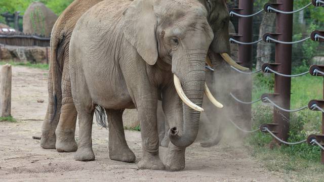 Slon je ubio turista u Južnoj Africi: 'Htio ga je fotografirati, nije se obazirao na upozorenja'