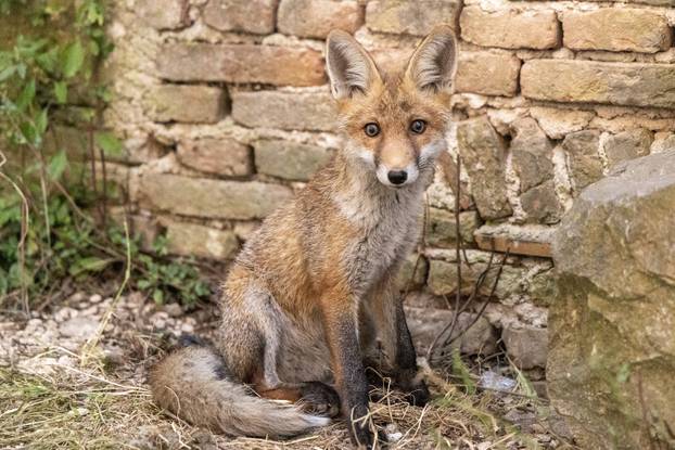 Lisica pronašla dom u blizini Pulskog kaštela