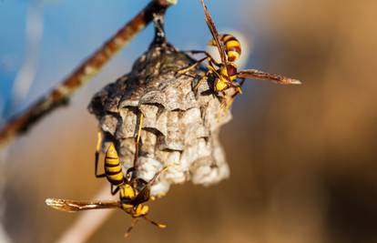 Smislila je kako se zauvijek riješiti najezde stršljena na terasi - bez pesticida i otrova