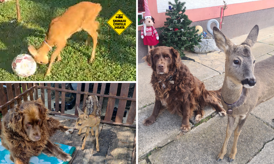 VIDEO Kod Jastrebarskog spasili lane: 'Bembo se sad sprijateljio s psom. Zna zaigrati i nogomet'