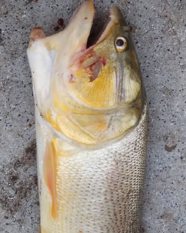 Fisherman catches mutant fish with two mouths and giant tongue