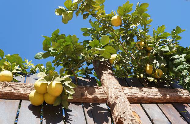 Yellow,Grapefruits,And,Wooden,Fence