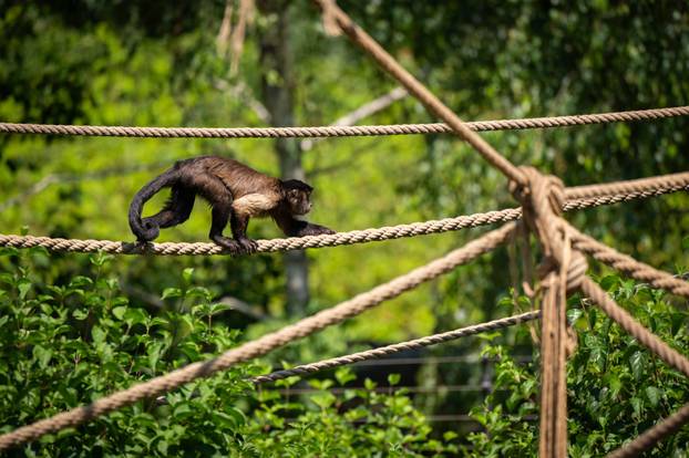 Zagreb: Životinje u Zoološkom vrtu odmaraju tijekom vrućina