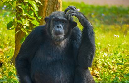 Poput ljudi, i čimpanze u starijoj dobi biraju važna prijateljstva
