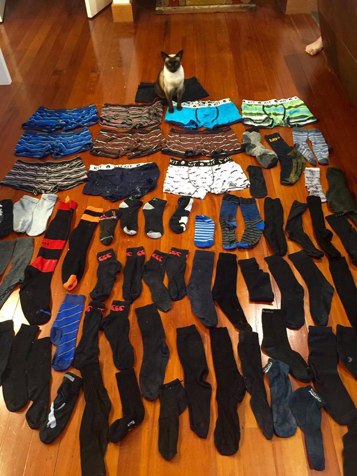 Upoznajte mačku lopužu: Ona voli krasti donje rublje i čarape