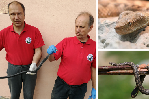 Zmijolovac Vlado objasnio što treba raditi ako vas zmija ugrize i kad je vidite vani i u kući