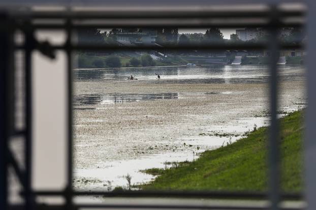 Zagreb: Veslačka staza na Jarunu prekrivena lopočima