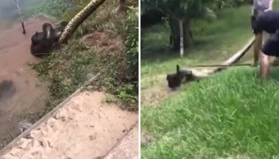 Spasili  psa od sigurne smrti: 'Štapom sam tukao anakondu'