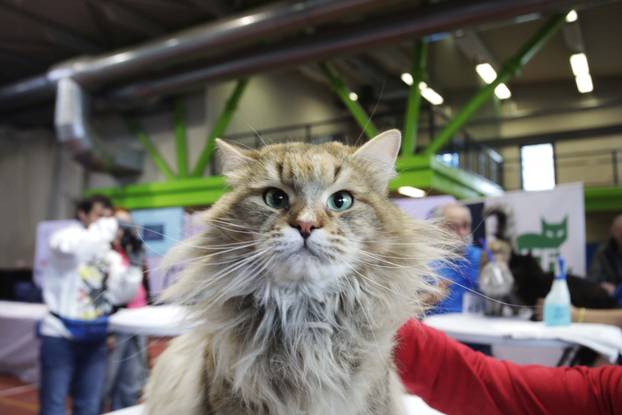 Rijeka: Međunarodna izložba mačaka