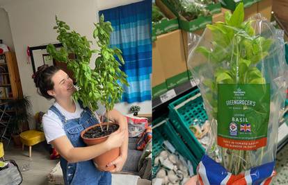 Kupio bosiljak u supermarketu, nakon godinu dana izrastao u nevjerojatno divovsku biljku