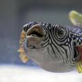 Otrovna riba u Istri: Otrov joj je 1200 puta jači od cijanida... Sad pliva u akvariju s ražopsom