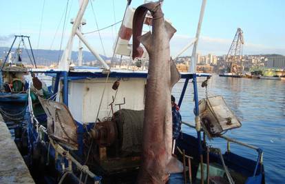 Rijeka: Ulovili morskog psa teškog čak 350 kilograma