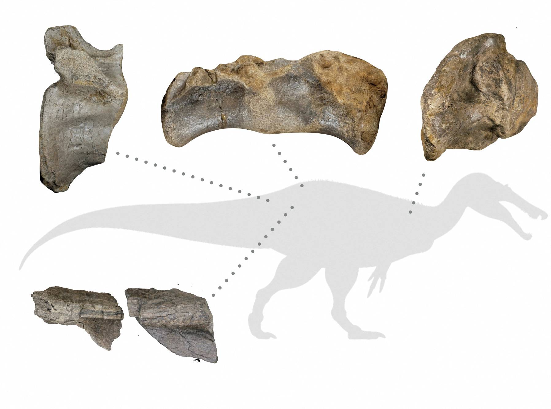 Diagram shows fossil remains of a large meat-eating dinosaur dubbed the "White Rock spinosaurid,\