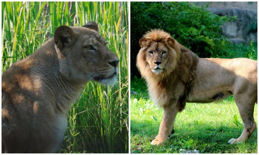TUGA Lav ubio lavicu u ZOO vrtu u Zagrebu! Stigli su nedavno
