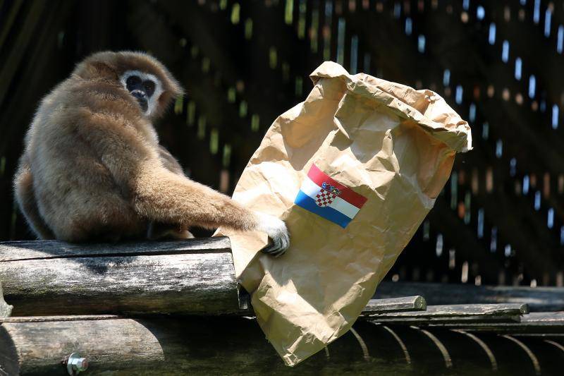 Neodlučni majmun: Prvo uzeo španjolsku vreću pa ju je bacio
