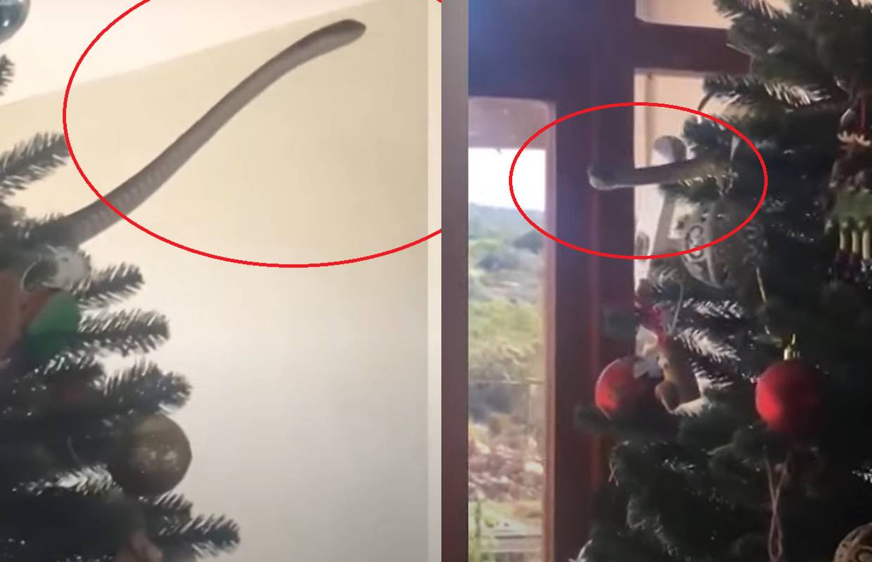 Kupili božićnu jelku, odnijeli ju kući i okitili, a onda shvatili da se nešto pomiče na granama