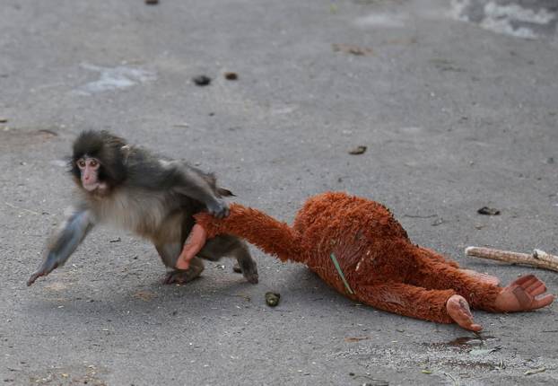 A baby Japanese macaque named Punch finds comfort in stuffed oranguta at Ichikawa City Zoo, in Ichikawa