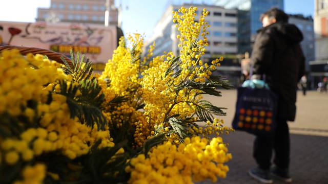 Zagreb: Na tržnicama su se pojavile mimoze, najviše ih ima na Splavnici