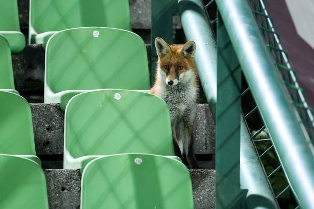 Sarajevo: Lisice pratile trening nogometaša BiH na stadionu Koševo