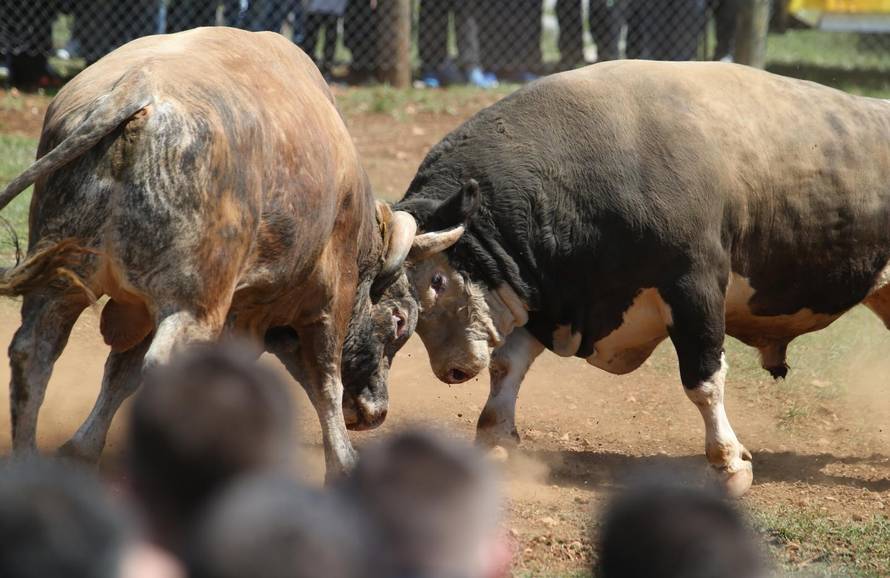 'Ne damo Peronji da viđa krave prije borbe. On bi se zaljubio!'
