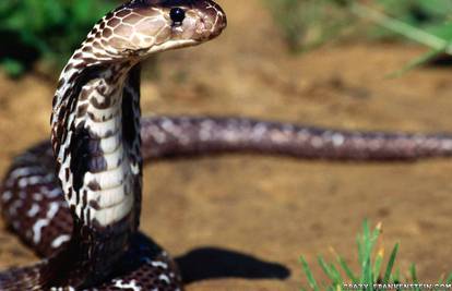 Otkrivamo zanimljivosti o šest najotrovnijih zmija na svijetu