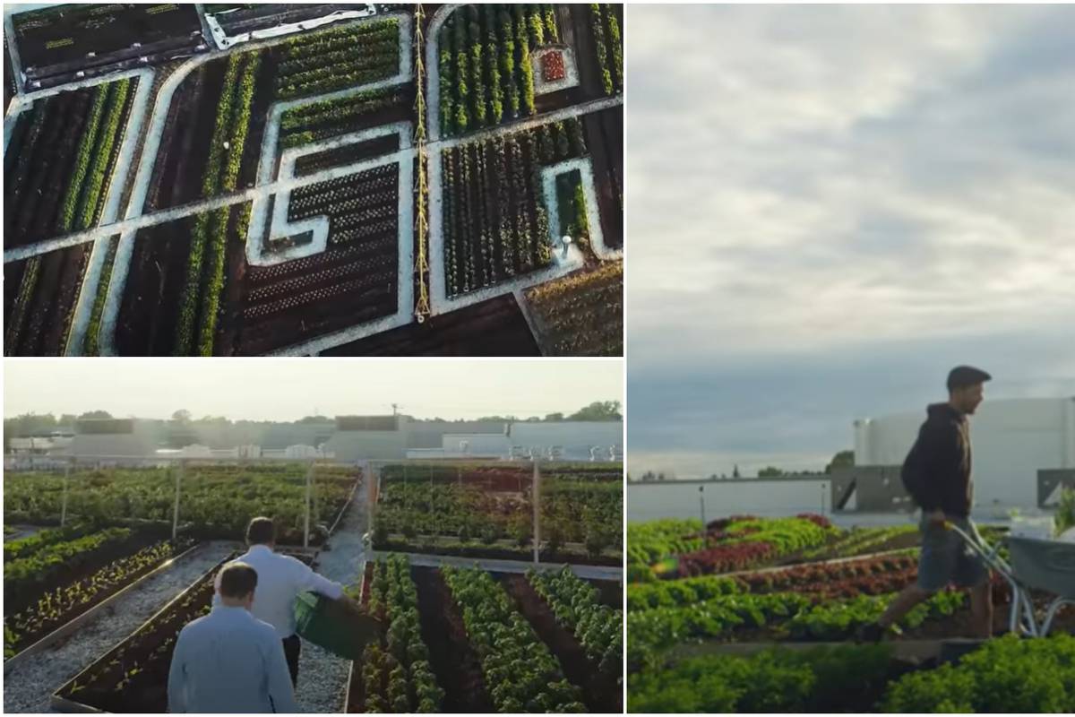 Kanadski supermarket povrće koje prodaje uzgaja na krovu