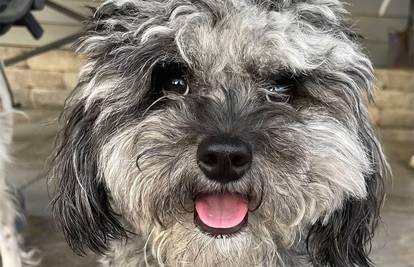 Ljudi plaču od smijeha: Očajna vlasnica objavila kako je pas izgledao prije i poslije šišanja