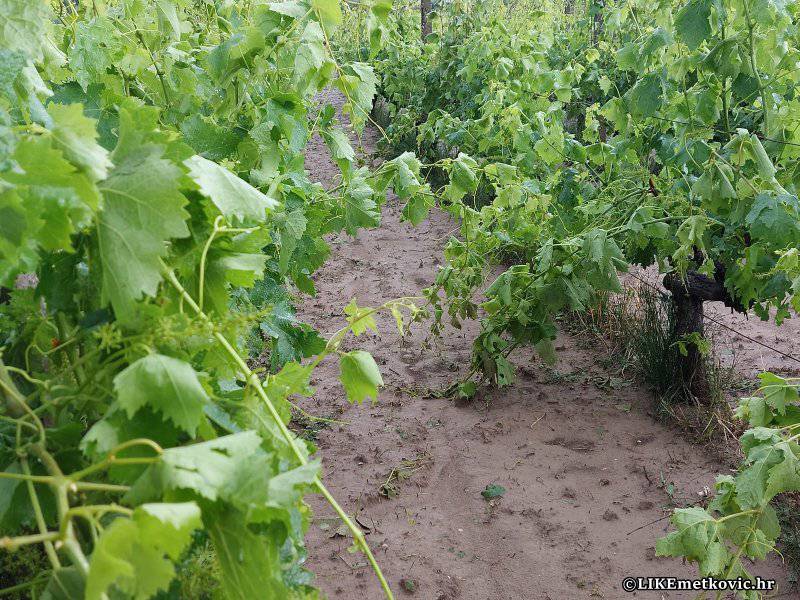 Veliko nevrijeme s tučom jučer je pogodilo dolinu Neretve, poljoprivrednici zbrajaju štetu