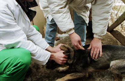 Već mjesec dana na tržištu nema cjepiva protiv zaraznih bolesti pasa, žale se veterinari