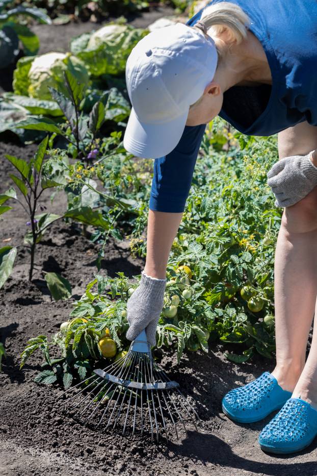 a woman loosens the ground around the tomatoes in the garden