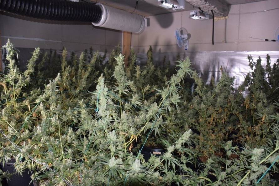 Policija im pokvarila planove: Iz Srbije došli u Zagreb uzgajati marihuanu, ostali bez svega