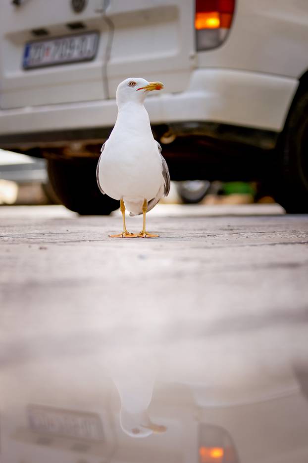 Zadar: Kupanje na rivi