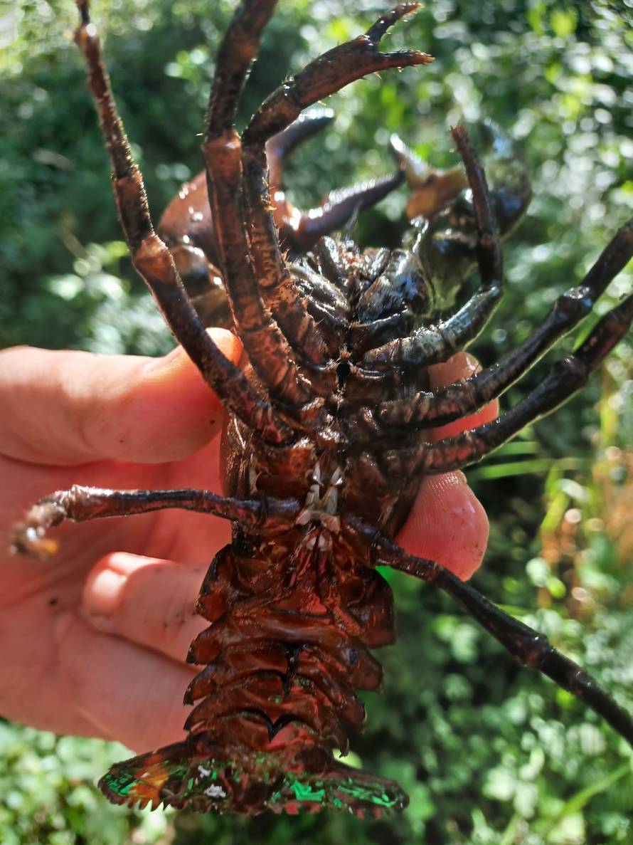 Signalni rak prijeti Plitvičkim jezerima: 'Jede sve što stigne, zbog njega se urušava obala'