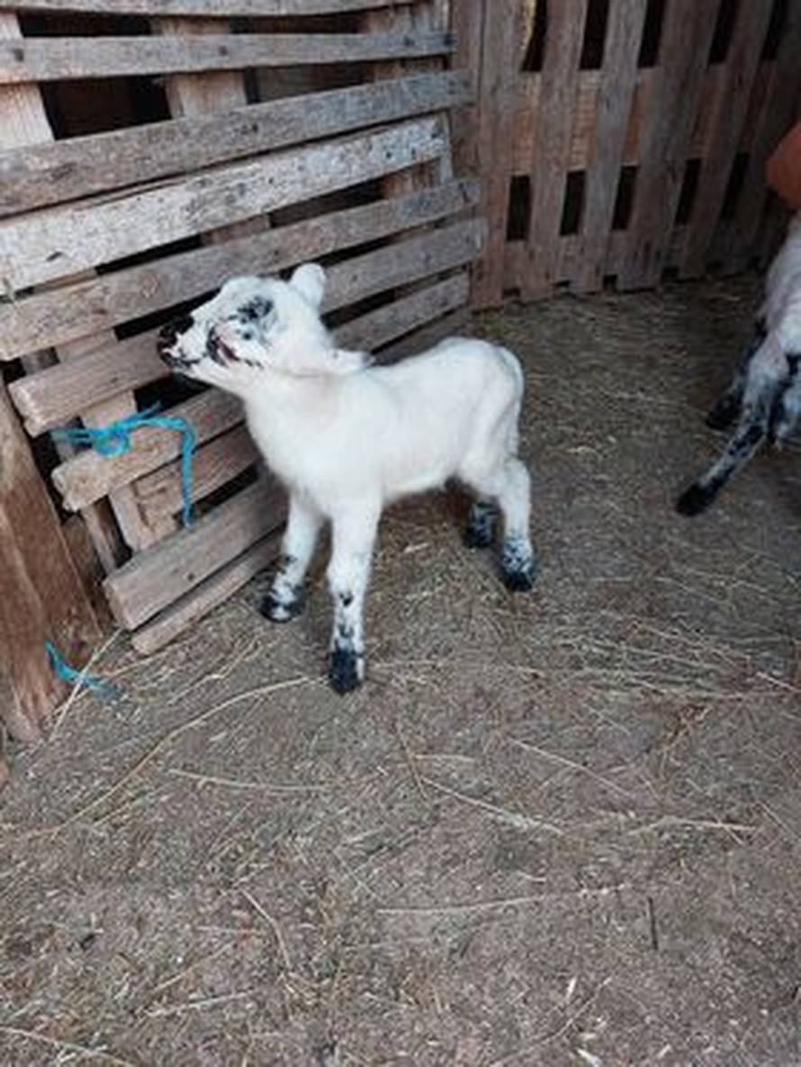 Ovca Mrka iz Benkovca ojanjila četvorke: 'Nismo očekivali da će ih biti četvero, ali svi su zdravi'