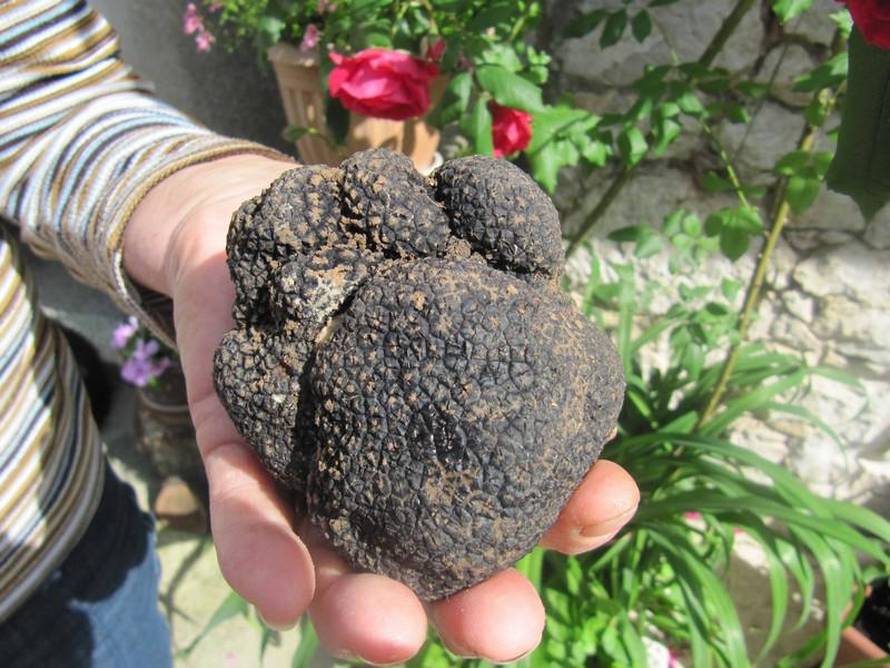 Rozeta Bogeljić/24sata