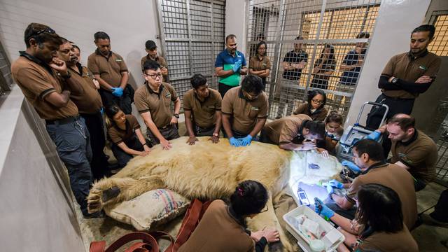 Inuka, Singapore's first born and bred polar bear undergoes a final check up at the Singapore zoo