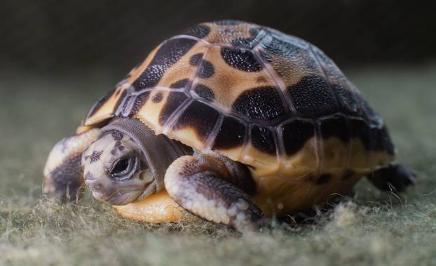 Madagascan spider turtle at Hannover Zoo