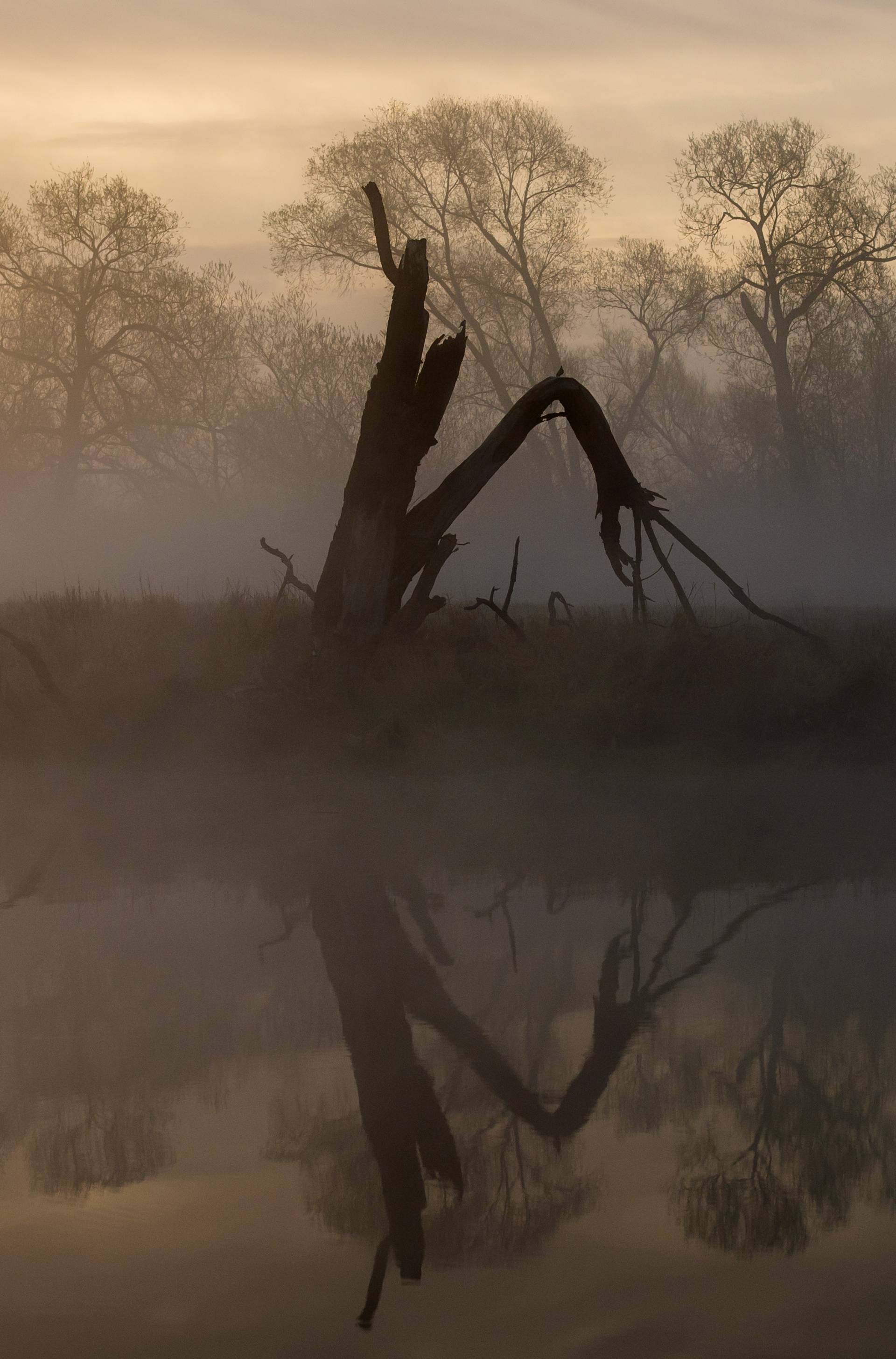 Sunrise on the Oder river