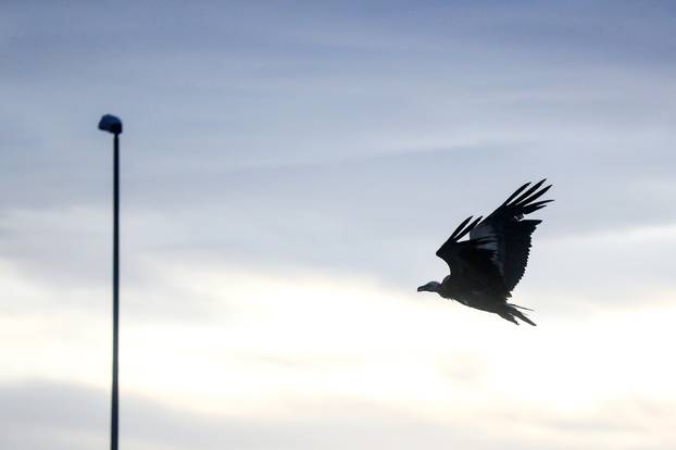 Bjeloglavi sup sletio na autocestu između čvorova Buzin i Odra