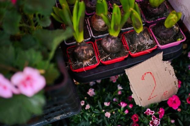 24sata Zagreb: Ponuda cvijeća na Dolcu 