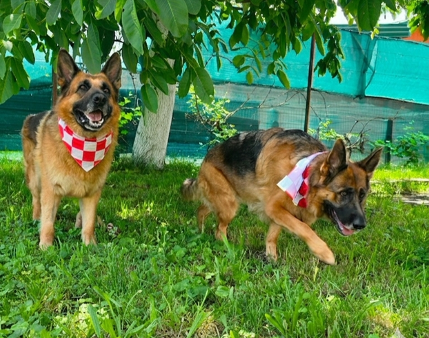 ŠAPE GORE! Ovako navijaju za repku ljubimci naših čitatelja
